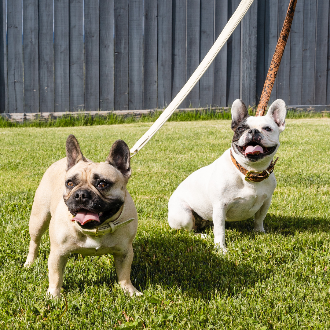 Le Dog Company - Wholesale Pet Leash - Dog - Padded Leather Leash10