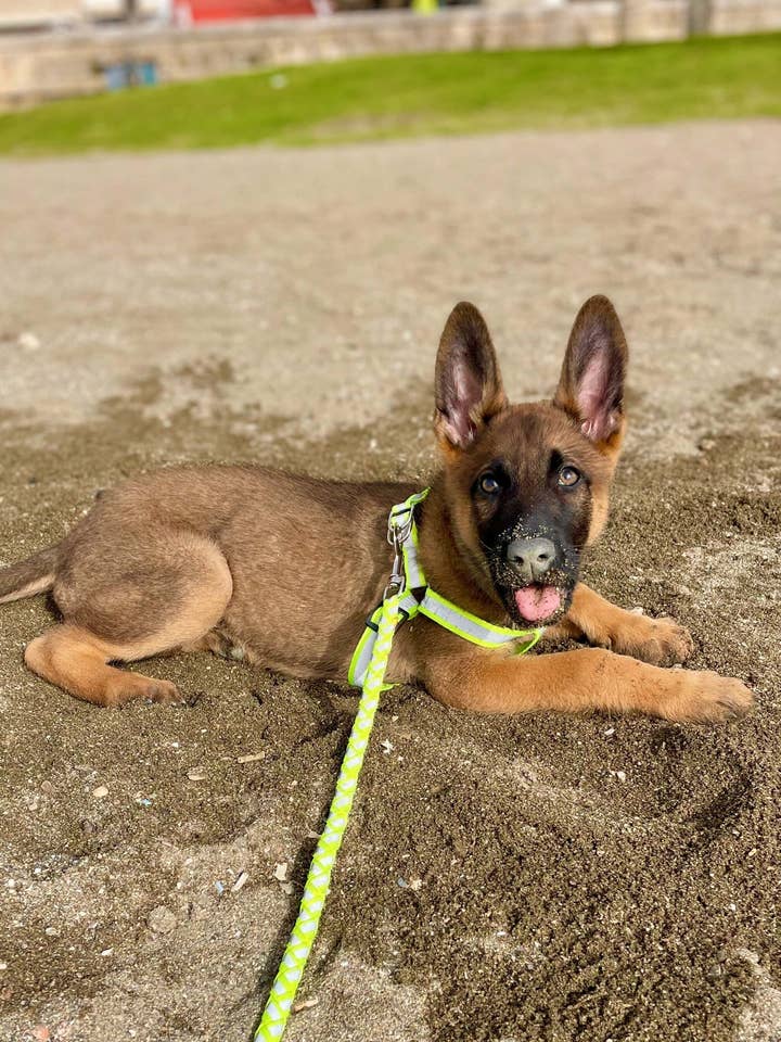 Champú sólido canino GUAU - Vegano y Ecológico para venta al por mayor de Bujas Market