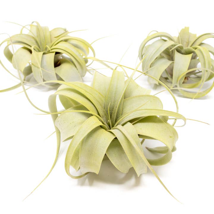 Air Plant Shop - Wholesale Live Plant - Color Enhanced Tillandsia Mini Xerographica Air Plants18