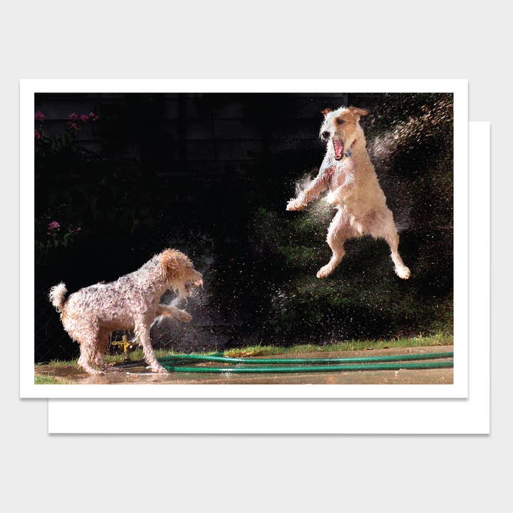 Dogs in Sprinkler Happy Birthday Card for wholesale by Palm Press