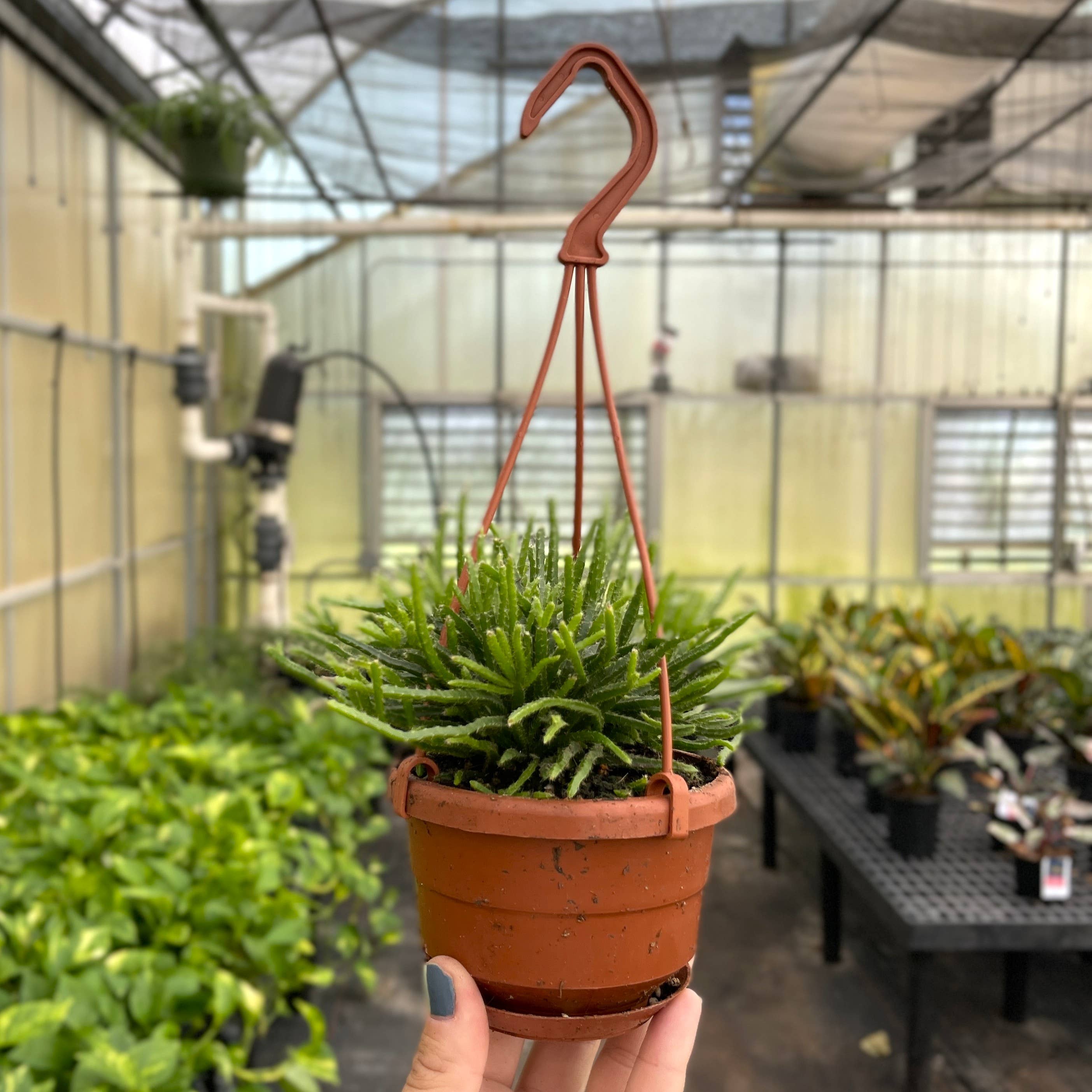 Thorsen's Greenhouse - Wholesale Live Plant - Rhipsalis Cactus Hanging Pot - 4" Live Plant3