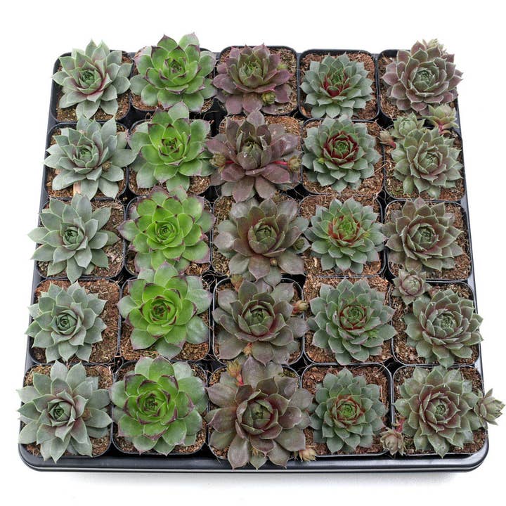Sempervivum Bulk 25-Pack (5 Varieties, 2" Pots) for wholesale by Mountain Crest Gardens
