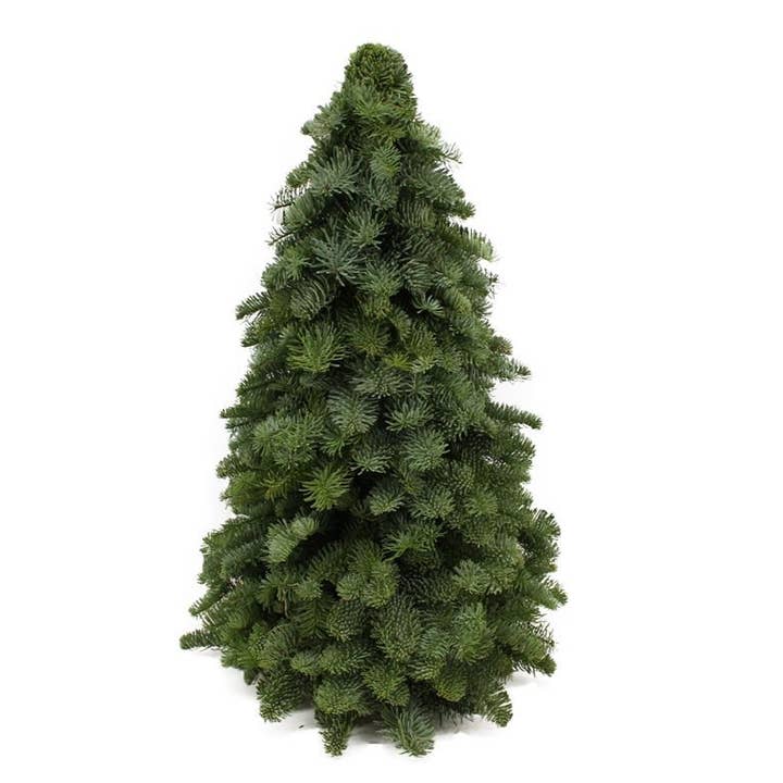 Christmas tree fresh Nobilis 60 cm for wholesale by Dutch Flower Studio
