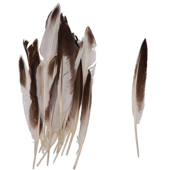 Veertjes Timor, 20 g / zak, L25cm, natuur voor wholesale door Vosteen