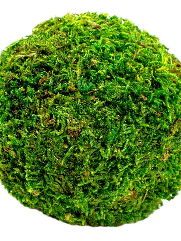 Boules de mousse, 2,5 pouces, en vrac, 72 unités pour la vente par SuperMoss