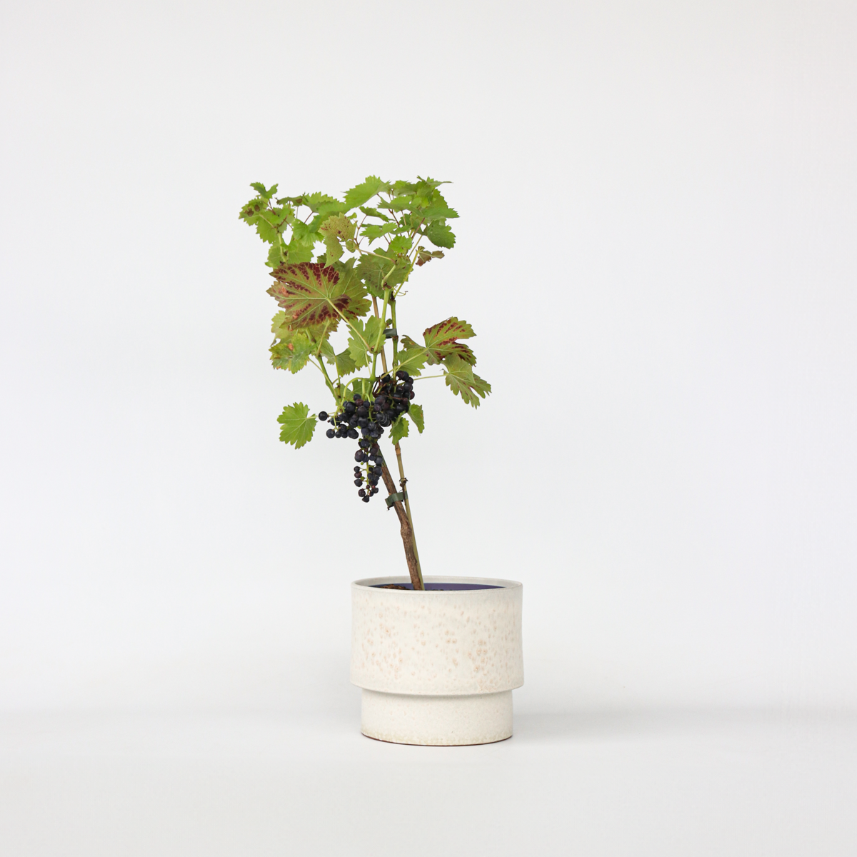 Oasis of Life - Wholesale Live Plant - Grape Vine – Vitis Vinifera ‘Nero’ – Height 60–75cm – Ø21cm – Red Grape with Sweet Fruits – Self-pollinating Grape Vine for Garden & Terrace – Hardy Fruit Plant1