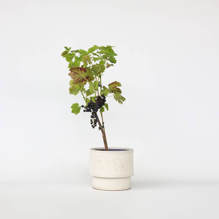 Oasis of Life - Wholesale Live plant - Grape Vine – Vitis Vinifera ‘Nero’ – Height 60–75cm – Ø21cm – Red Grape with Sweet Fruits – Self-pollinating Grape Vine for Garden & Terrace – Hardy Fruit Plant1