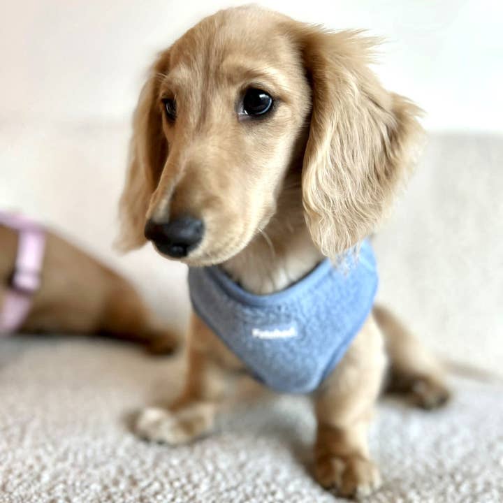Fetched The Label - Wholesale Pet Harness - Dog - Fleece Harness in Powder Blue1