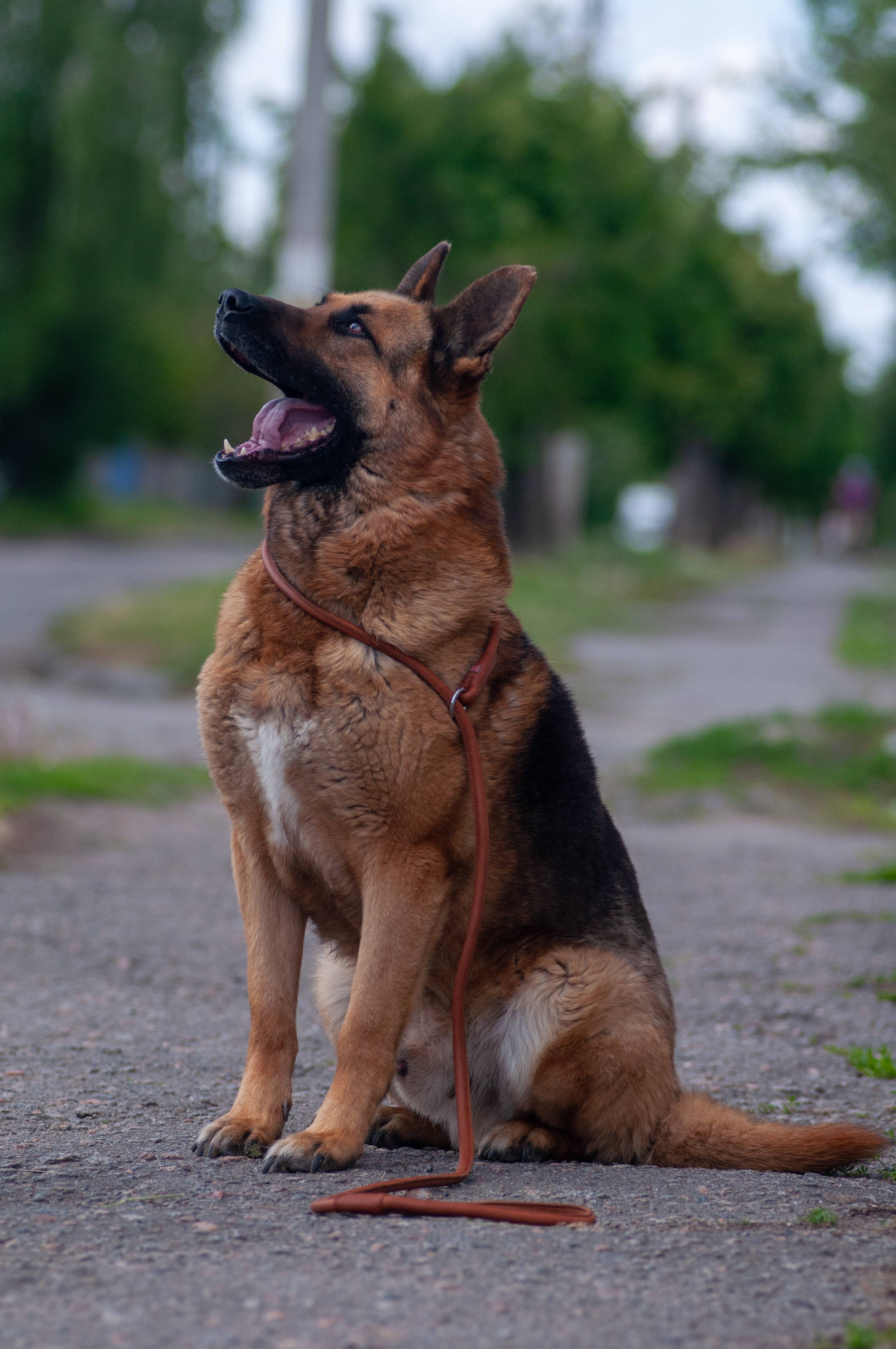 Brown Soft Leather Slip Leash – Comfortable and Reliable Control for wholesale on Faire2