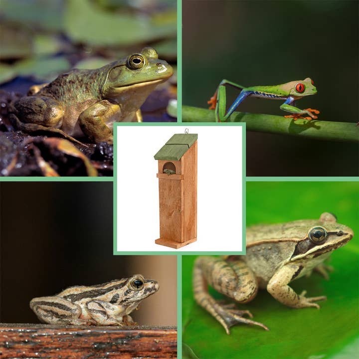 Kurated Korner - Wholesale Bird House - Uncle Dunkel's Tree Frog House1