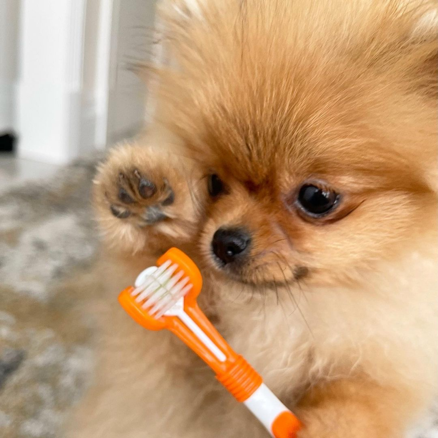 OurPetsLife - Vente Dentifrice – chien - Set de dentifrice et brosse à dents pour chien10