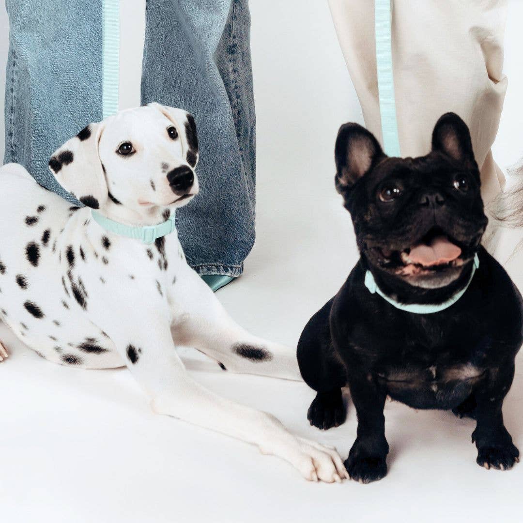 LOMI Pet Care - Wholesale Pet Collar - Dog - DOG COLLAR - ECO10