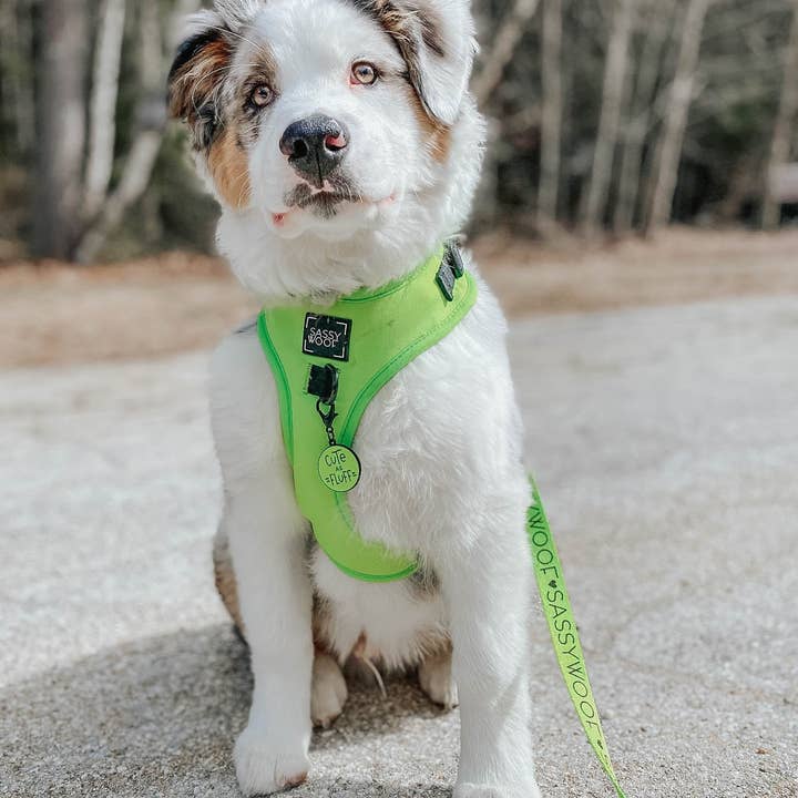 SASSY WOOF - Wholesale Pet Leash - Dog - Dog Leash - Neon Green7