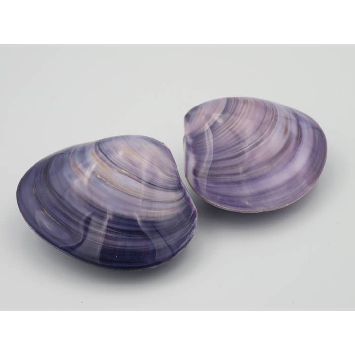 Kerang uno Medium - Conchiglie - spiaggia - decorazione - costa per la vendita all'ingrosso da parte di Product Import Holland