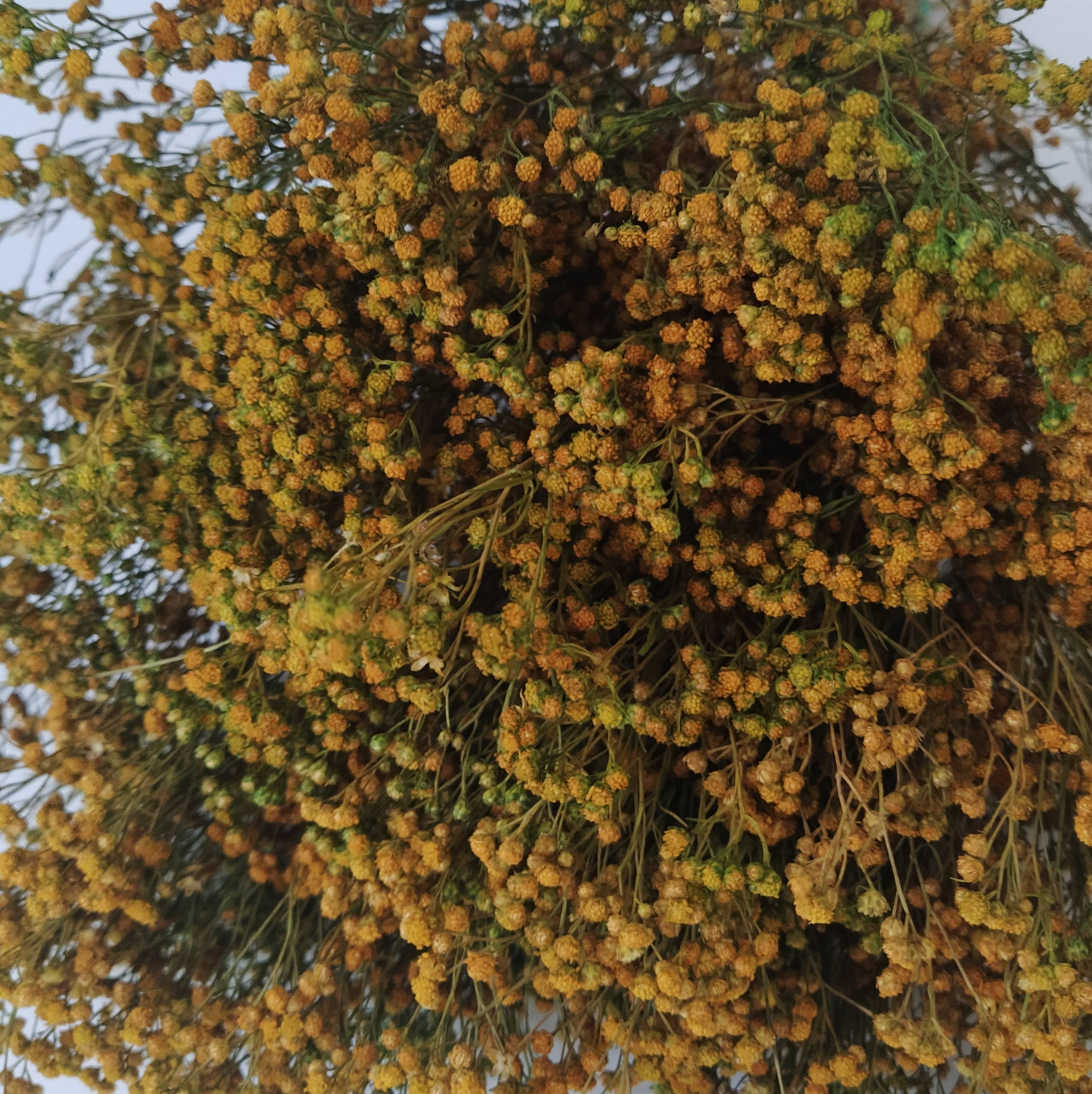 Concari.flores Preservadas - Wholesale Dried/Pressed Flowers - BROOMS PRESERVED7