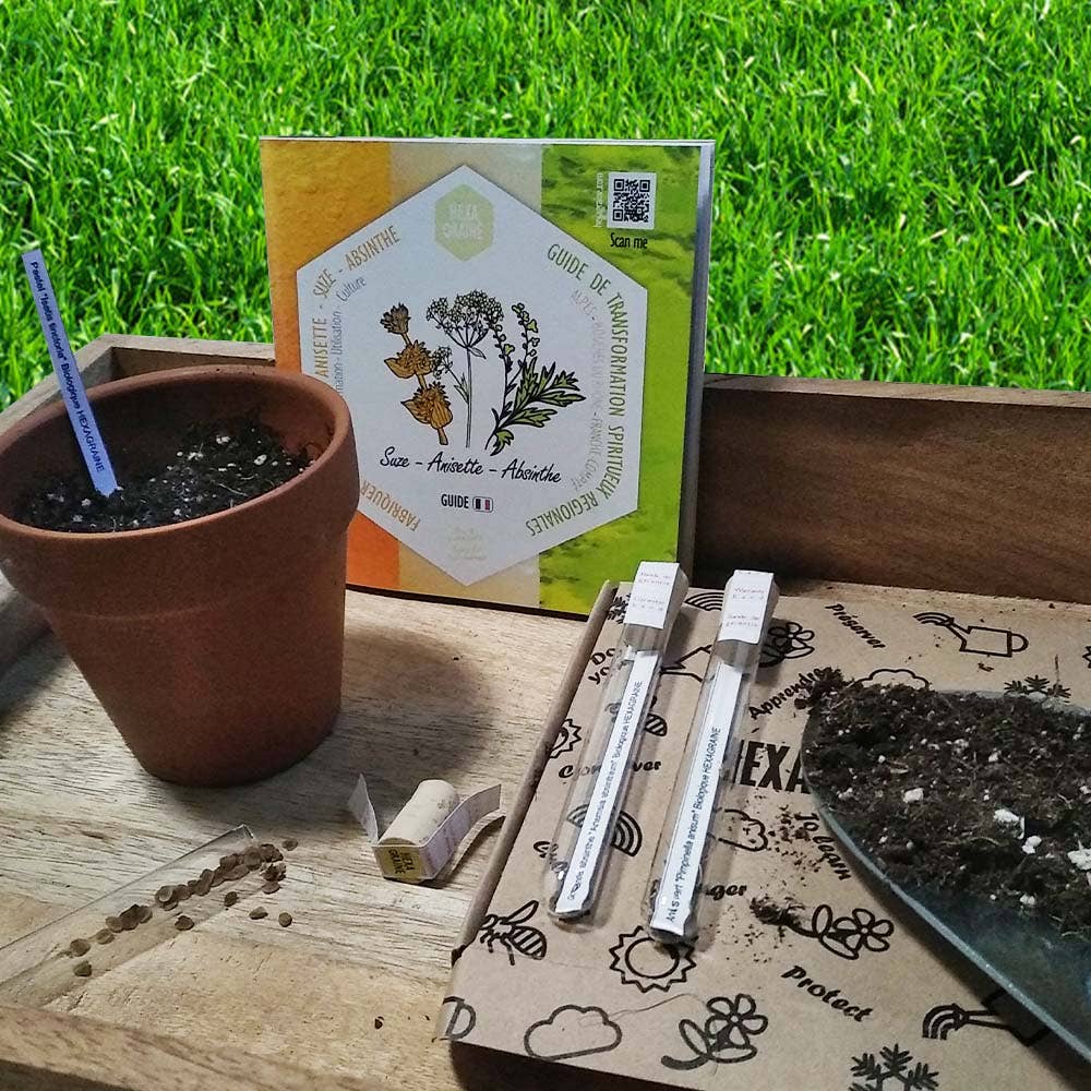 Hexagraine - Venta al por mayor Semillas de plantas - Set de semillas medicinales aromáticas para aperitivos regionales3