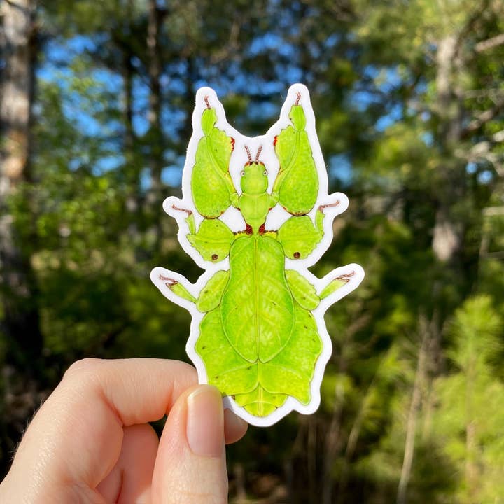 Giant Malaysian Leaf Insect Weatherproof Vinyl Sticker for wholesale by Allison Stoiser Art