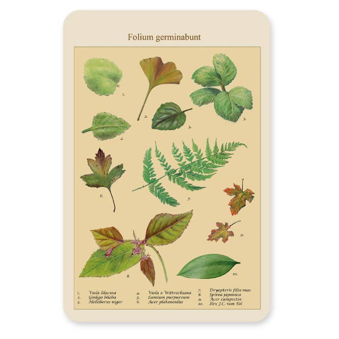 Postkaart - Las hojas brotarán para venta al por mayor de Silly Goose