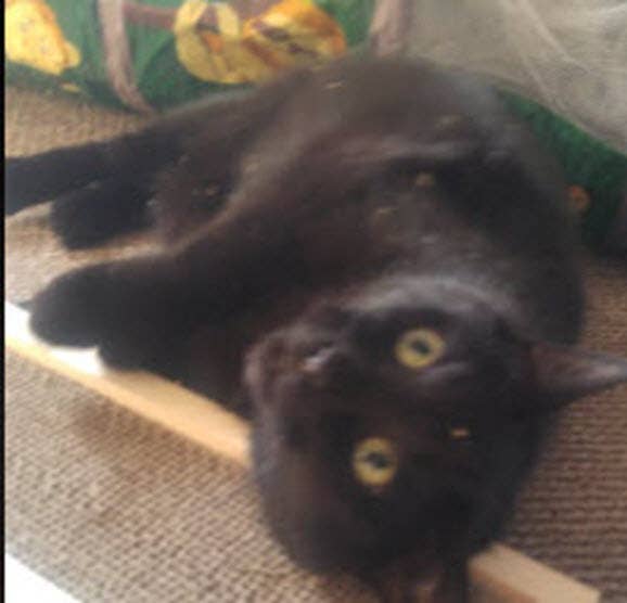 Cat Scratcher Guy - Wholesale Pet Scratcher - Cat - Amazing Handmade Wooden Cat Scratcher2