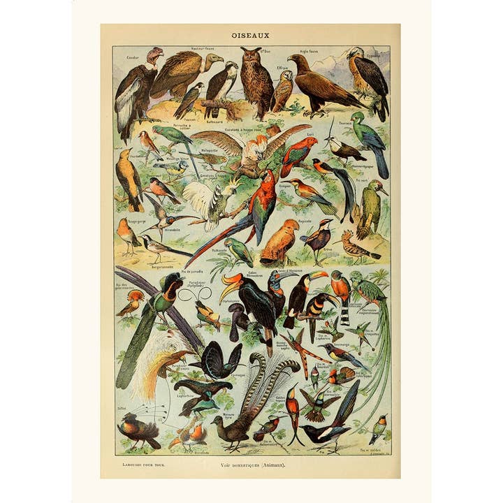 Esque - Wholesale Poster - Vintage Birds Poster - Millot
