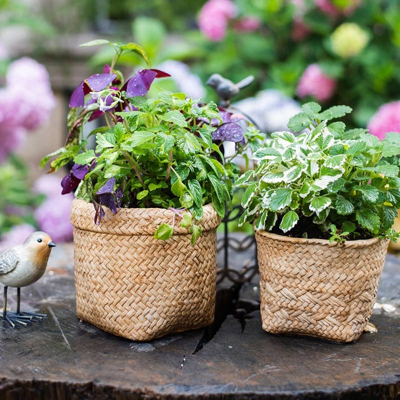 Rustic Reach - Vente Pot - Jardinière en béton de style panier en paille2