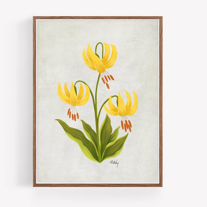 Glacier Lily - ilustração de flores silvestres por atacado de Annie Bailey Art