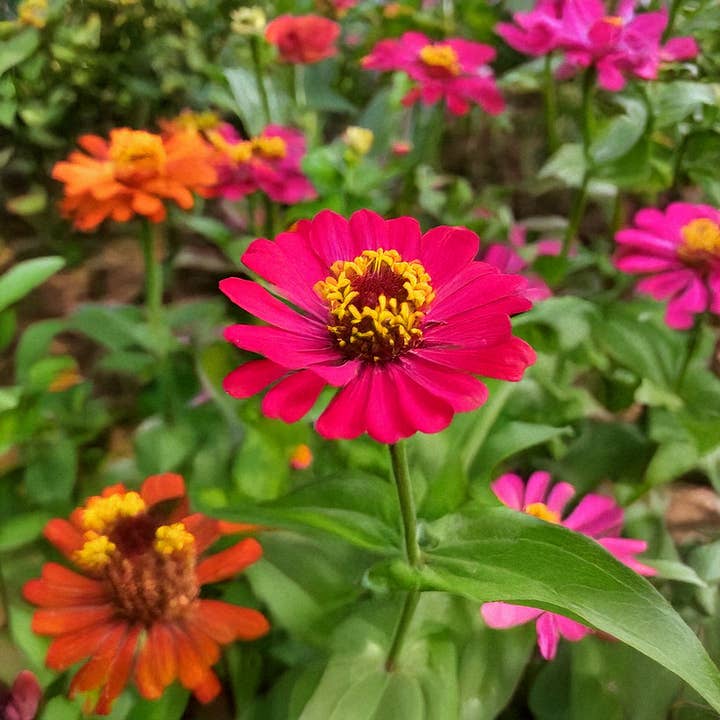 Chive - Wholesale Plant Seeds - Shido Seeds: Zinnia Flower Seeds Packet - Flower Growing, Plant Care Accessories, Plant Related Gifts2