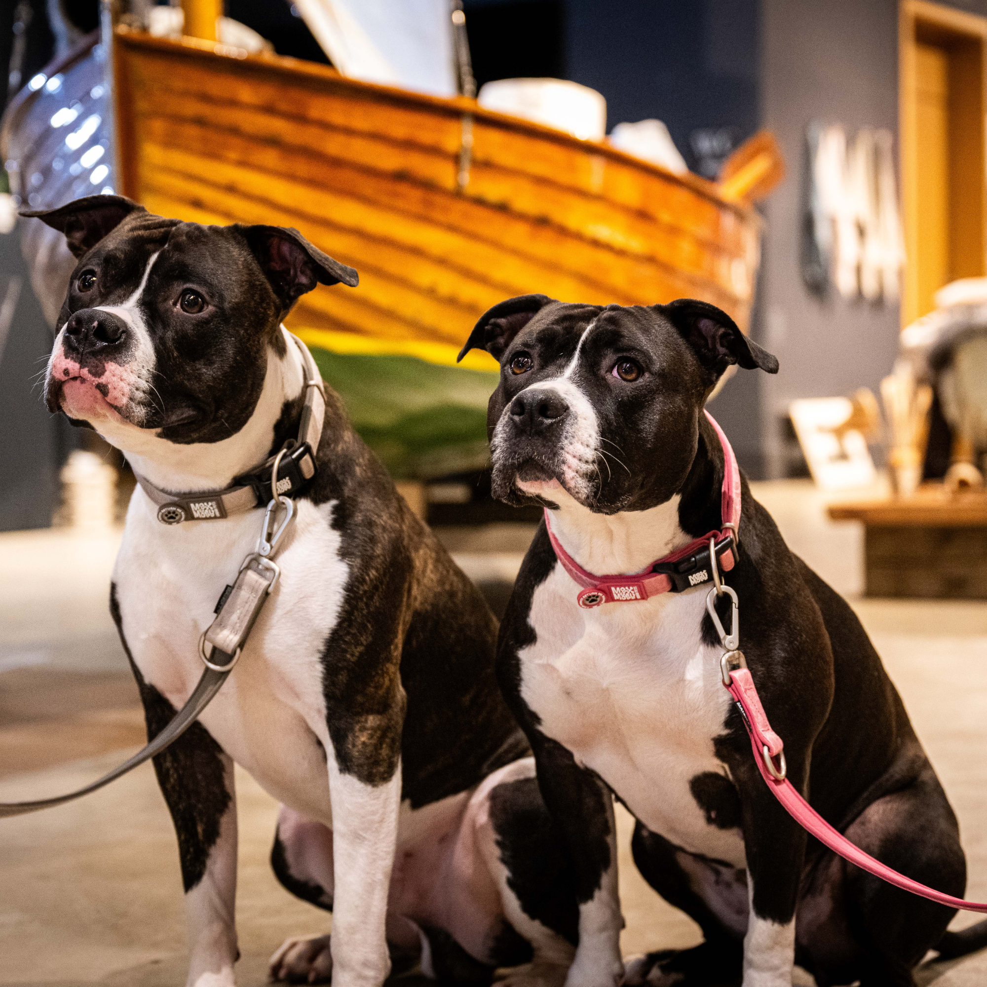 Max & Molly - Wholesale Pet Collar - Dog - GOTCHA! Smart ID Dog Collar - Matrix 2.0 Rose5