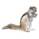 Gibbs Smith - Wholesale Puzzle - Adult - Nuts About You Jiggie Puzzle