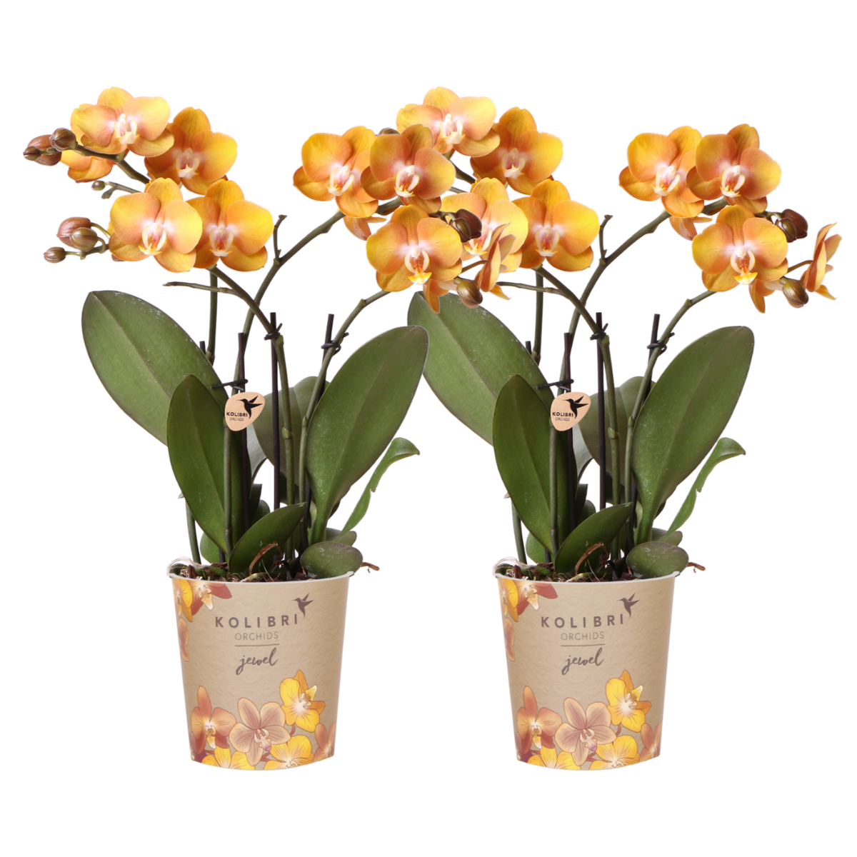 Oasis of Life - Wholesale Live Plant - Phalaenopsis Orchid "Las Vegas" – 2 Plants – Orange – Ø12cm – Houseplant with 3-4 Flower Stems – Noble Multiflora Orchid for Home & Office0