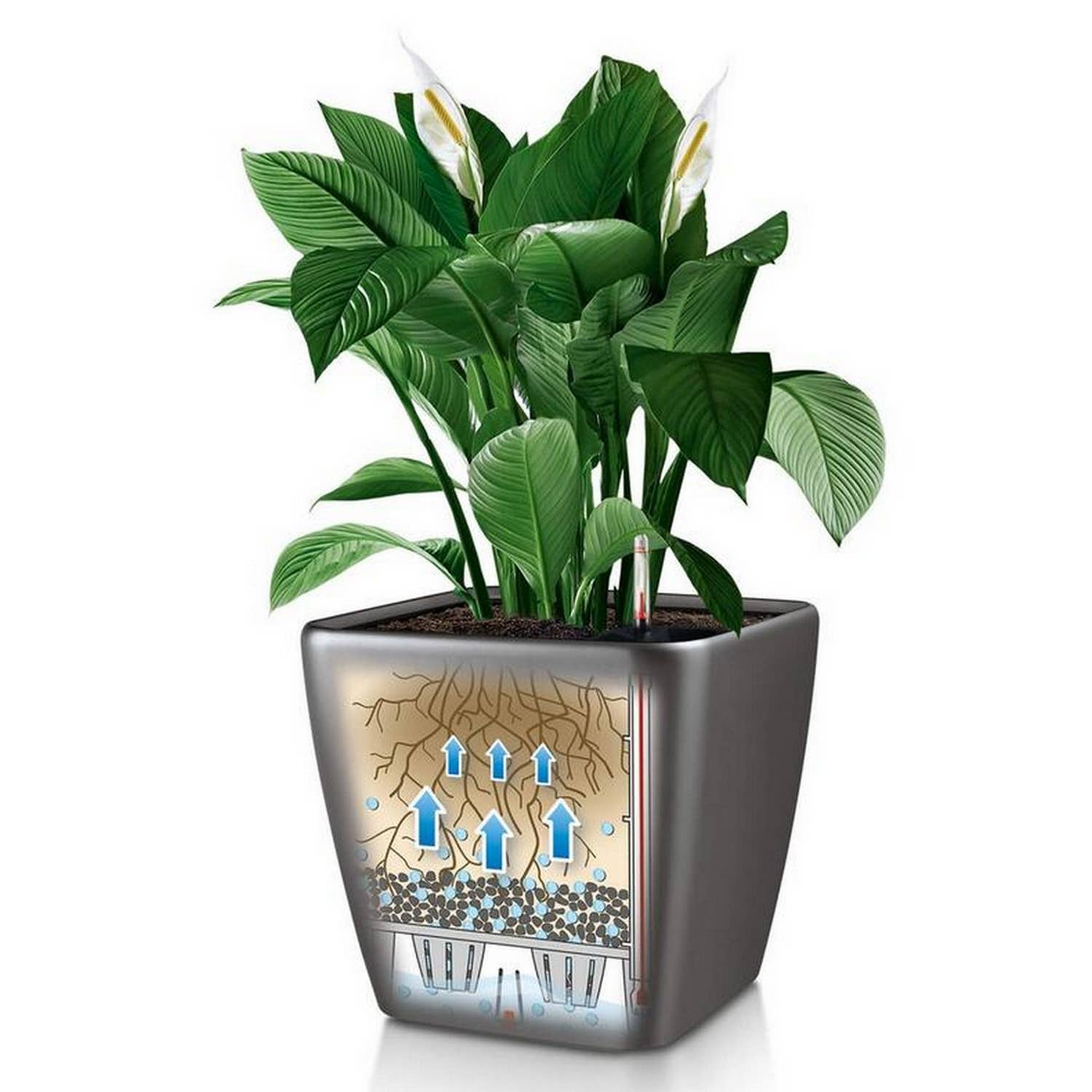 Lechuza Self Watering Planters - Vendita all'ingrosso Vasi per piante - Fioriera quadrata LECHUZA QUADRO LS Poly Resin20