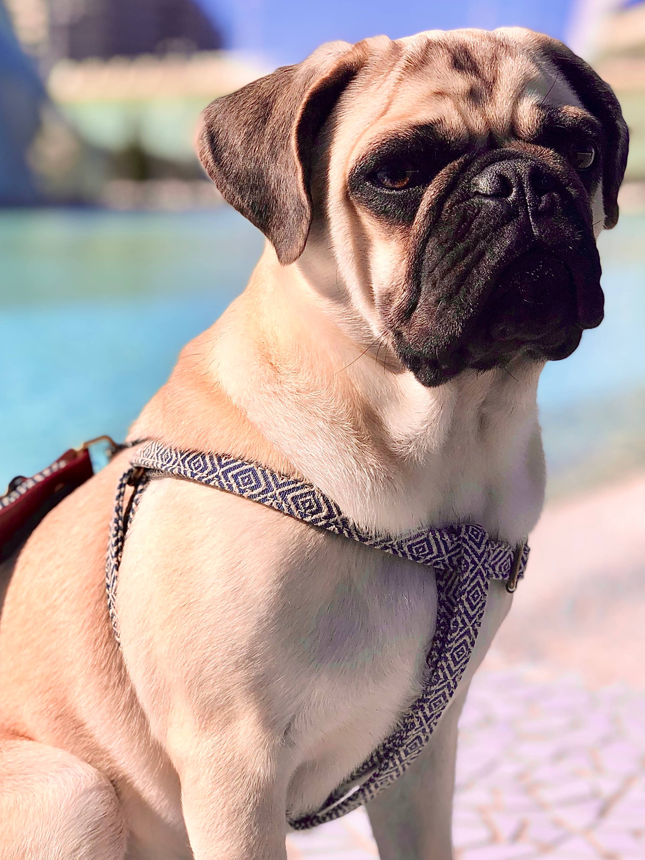 Ladran Gaucho - Vente Harnais – chien - Harnais Dalton2