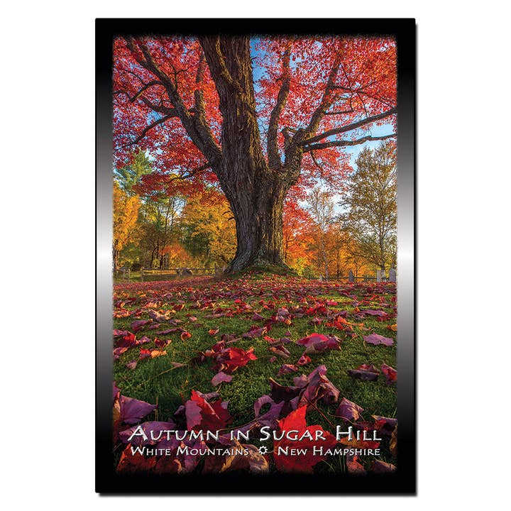 #9145 Cartão postal da árvore de outono Sugar Hill por atacado de White Mountain Images