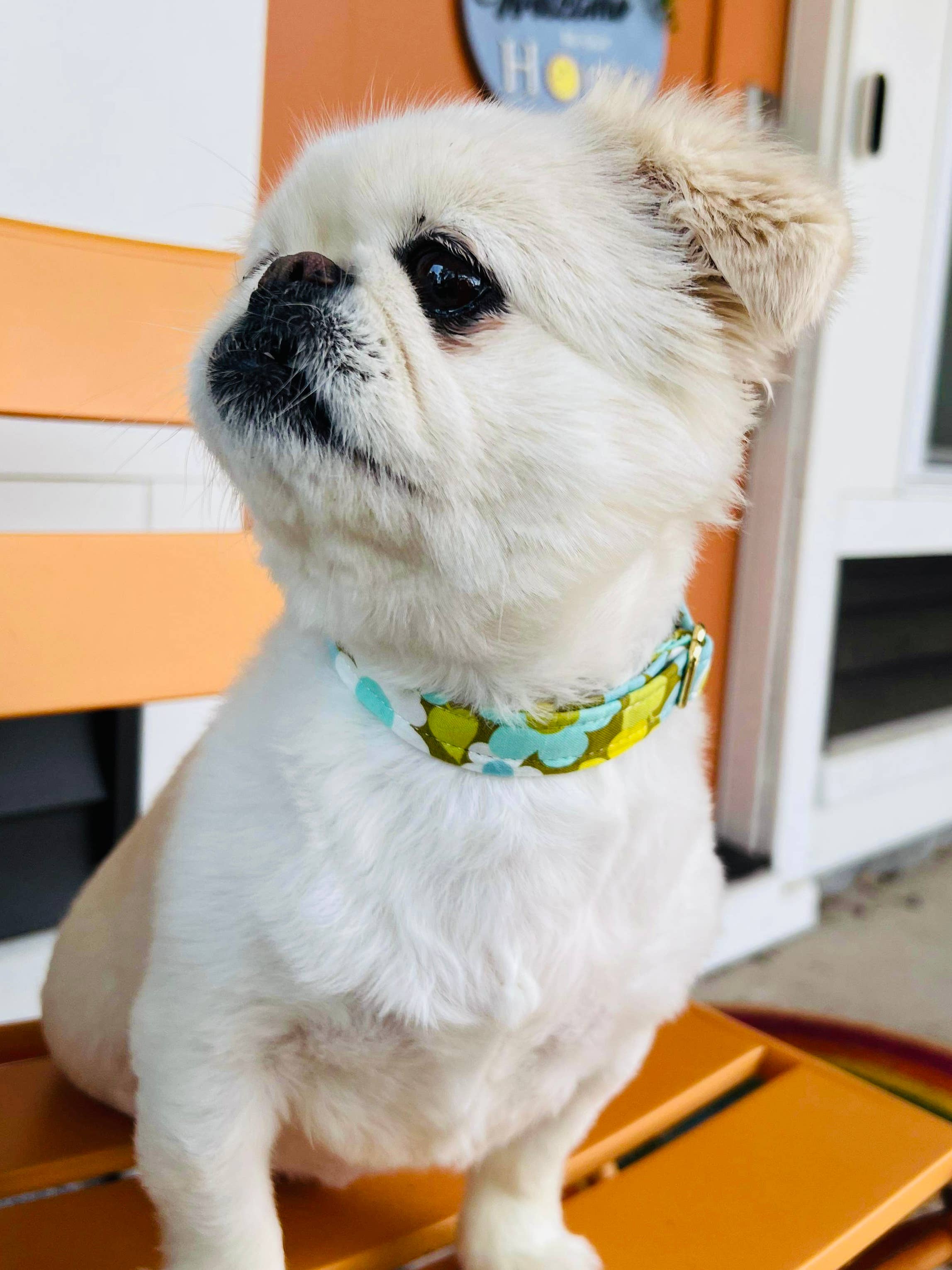 Little Barks Boutique - Vente Collier – chien - Le « Willow » - Collier pour chien13