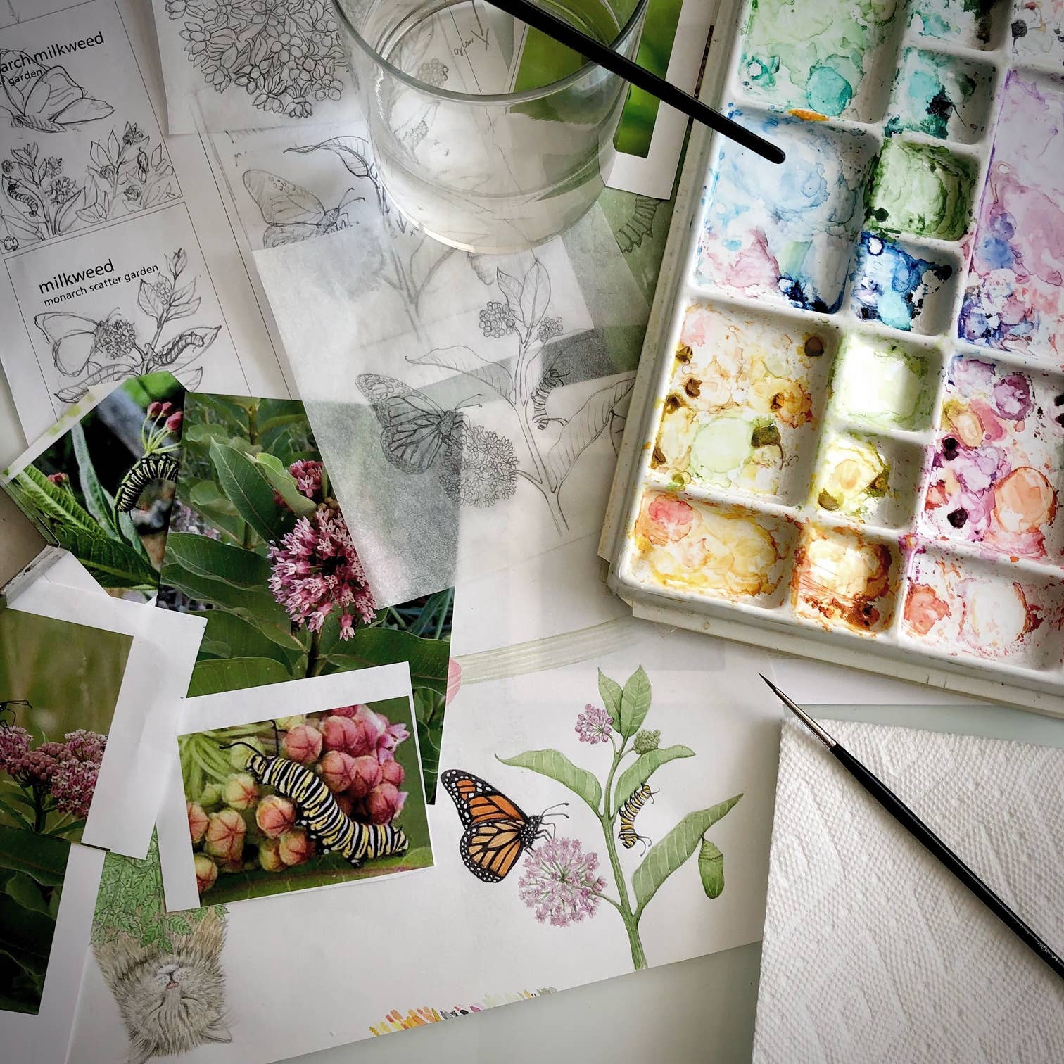 Potting Shed Creations, Ltd. - Wholesale Plant Seeds - Scatter Garden | Monarch Butterfly Milkweed | Pollinators3