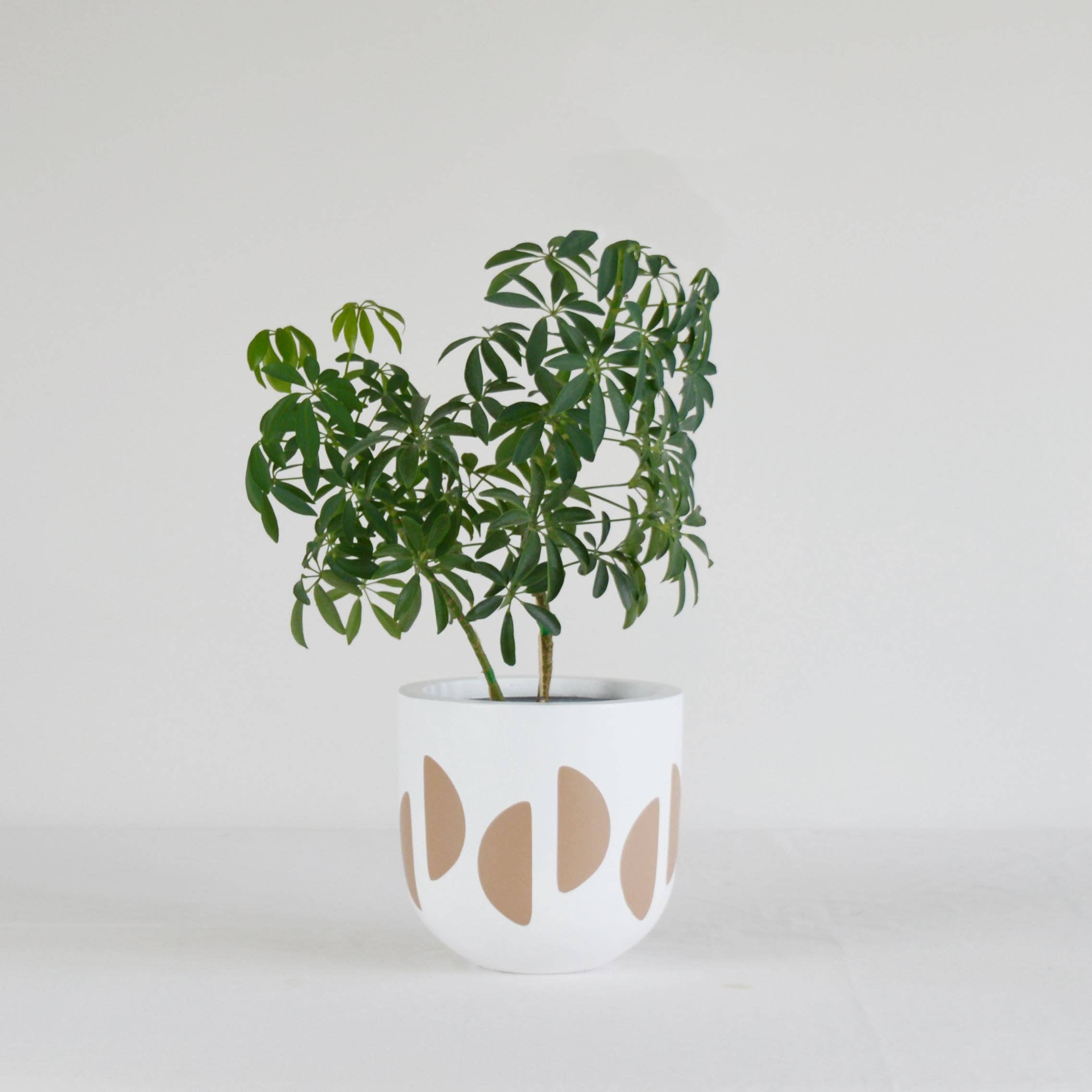 Common House Studio - Vente Pot - POT EN FORME DE CROISSANT | JARDINIÈRE3