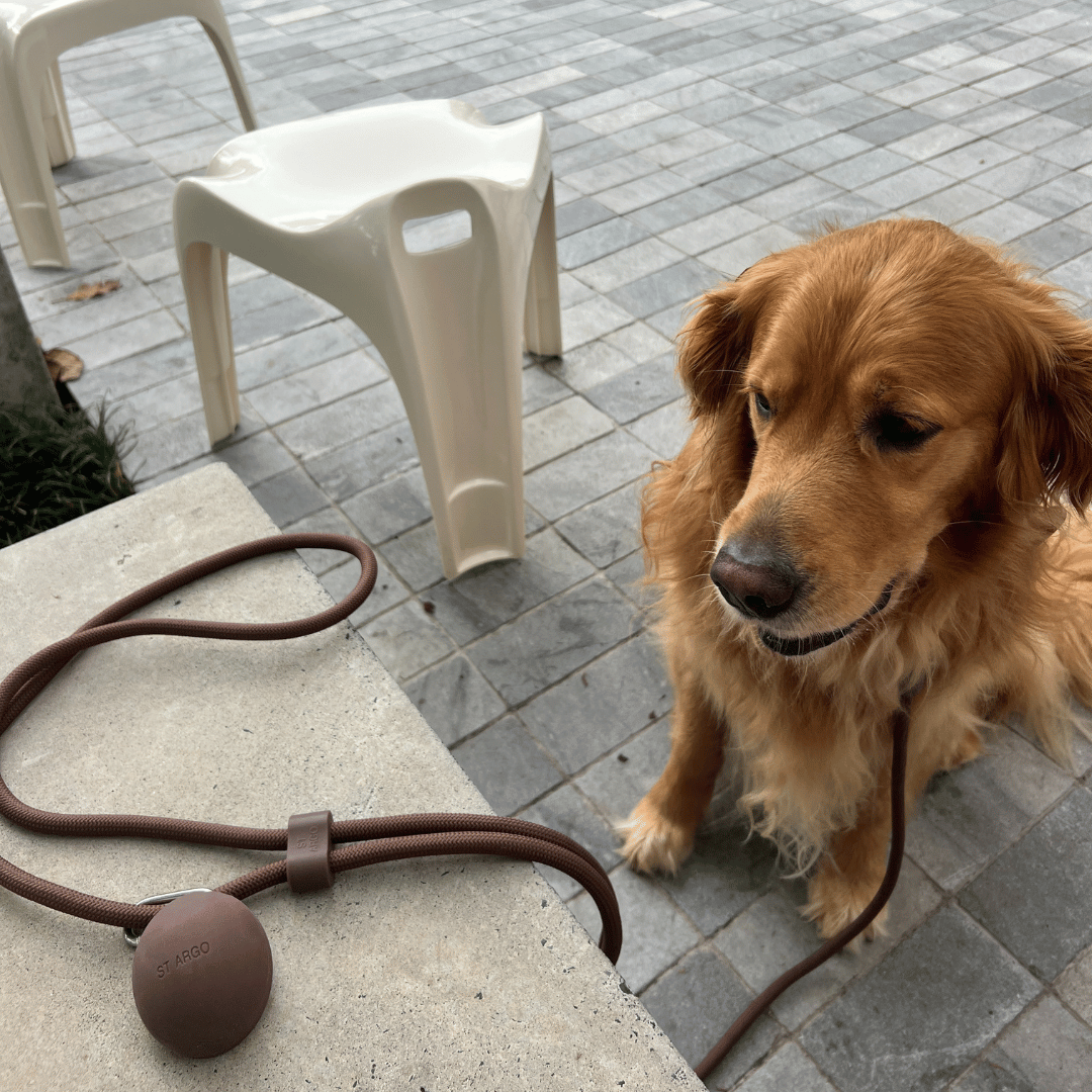 ST ARGO - Wholesale Pet Treat Pouch - Cat/Dog - TREAT POUCH - Cocoa4