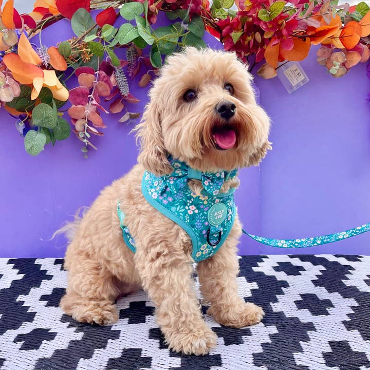 WYLD CUB - Wholesale Pet Harness - Dog - Adjustable Dog Harness: Notting Hill Mint24