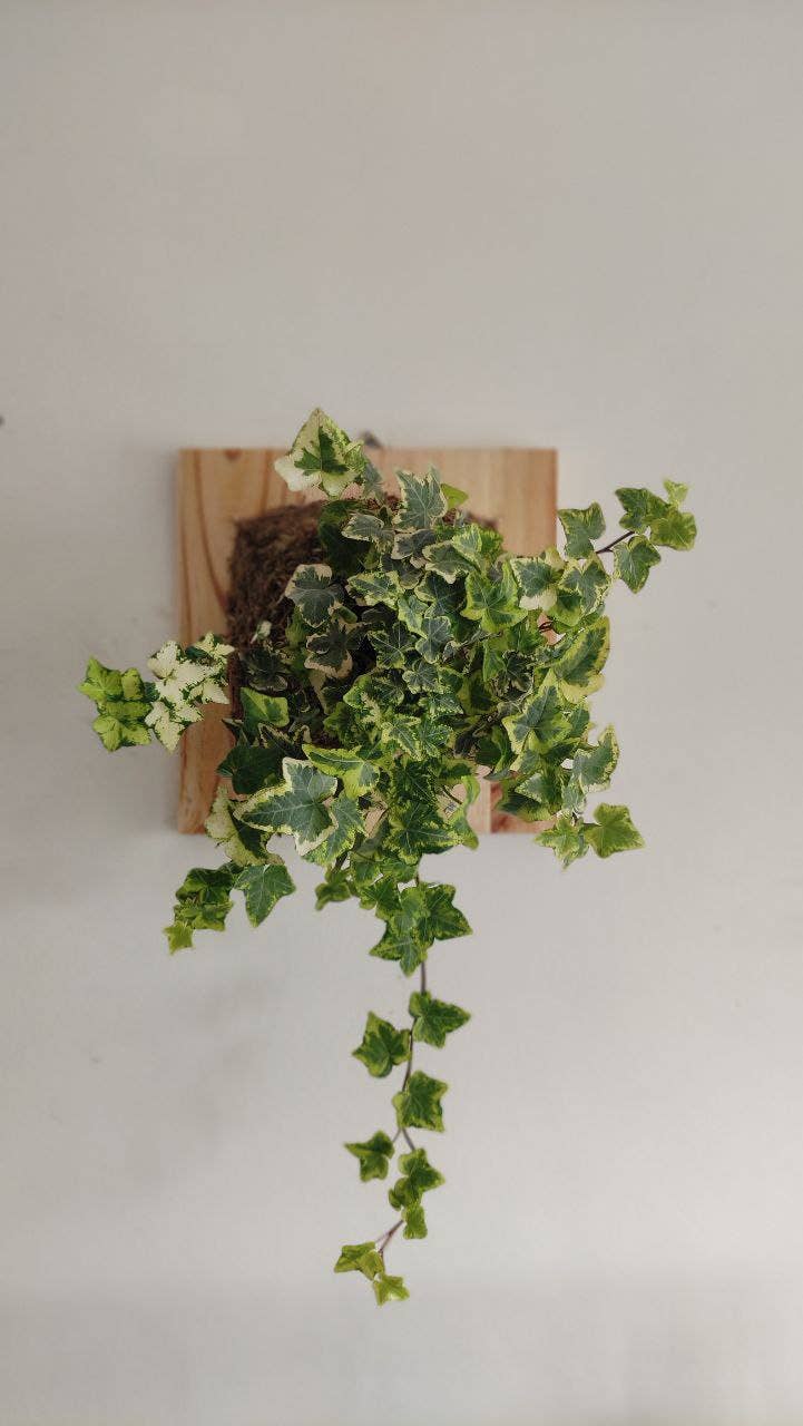 Fios Jardins Suspensos - Wholesale Wall Planter - Living painting with Hedera Helix | Hera2