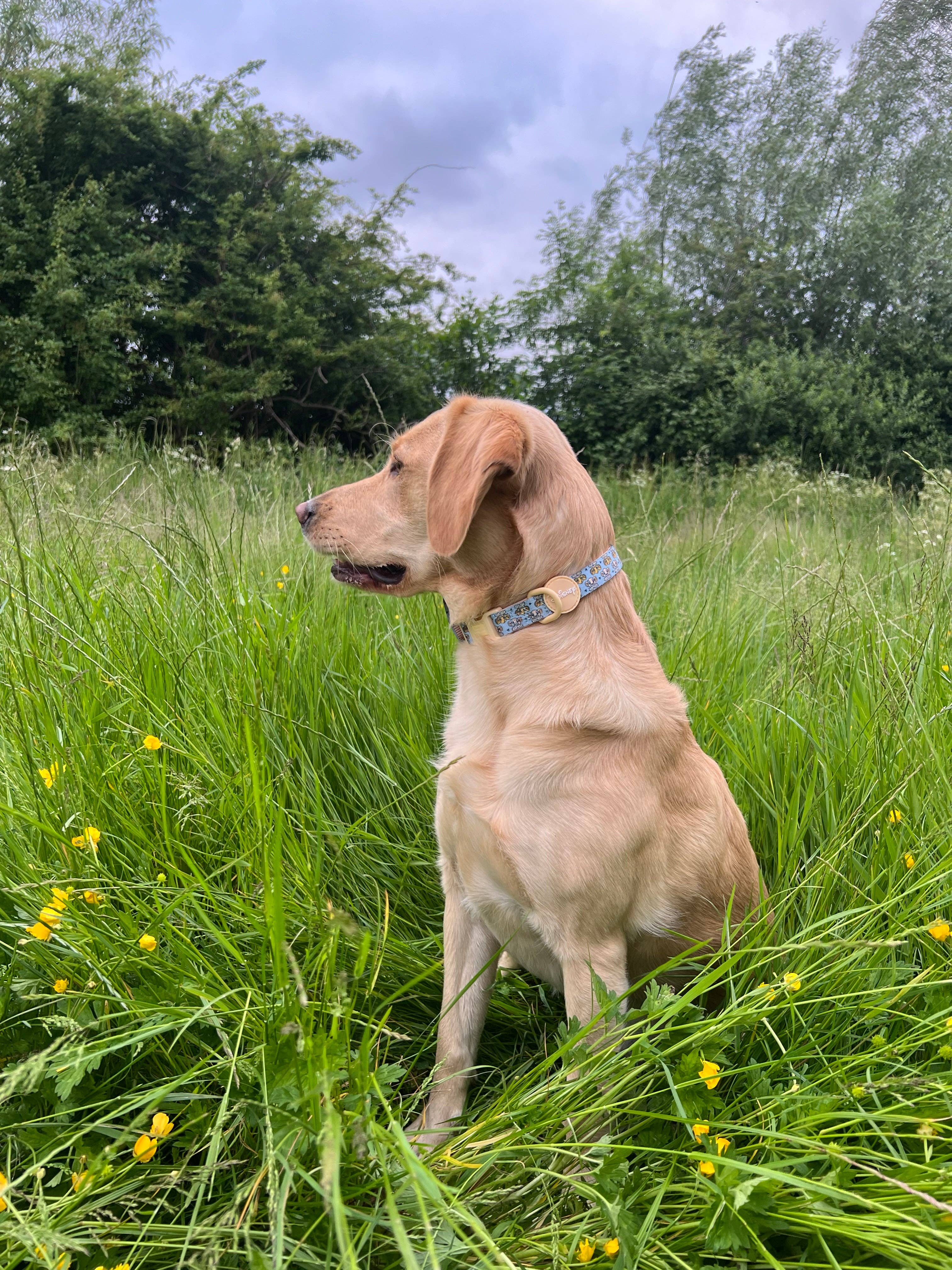 Pawsome Paws - Vendita all'ingrosso Collare - Cani - Collare Disney© - Amici del leone7