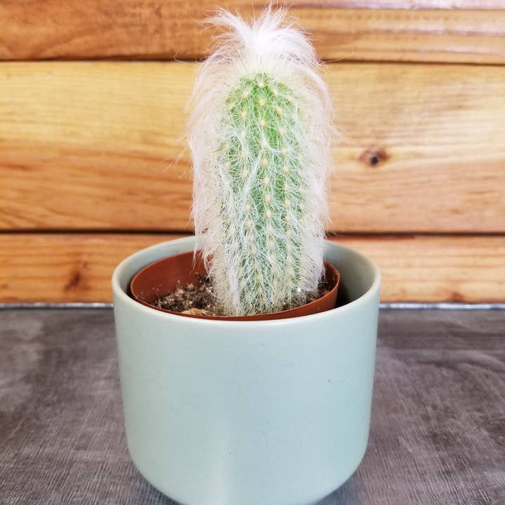 The Plant Farm - Wholesale Live Plant - Espostoa Lanata, 2" Plant2