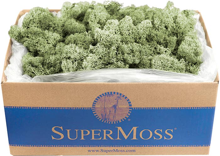 SuperMoss - Wholesale Dried/Pressed Flowers - Reindeer Moss Preserved 3lb Bulk Box4