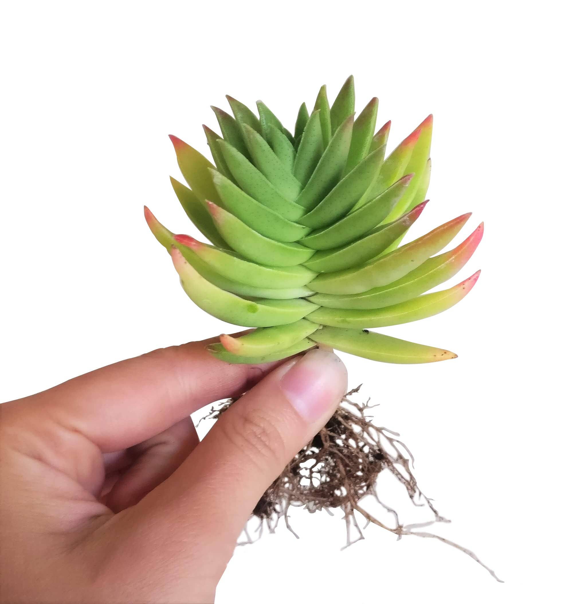 Best Plant Friend - Wholesale Succulent - Red Pagoda Shark Tooth -Crassula capitella 2/4in4