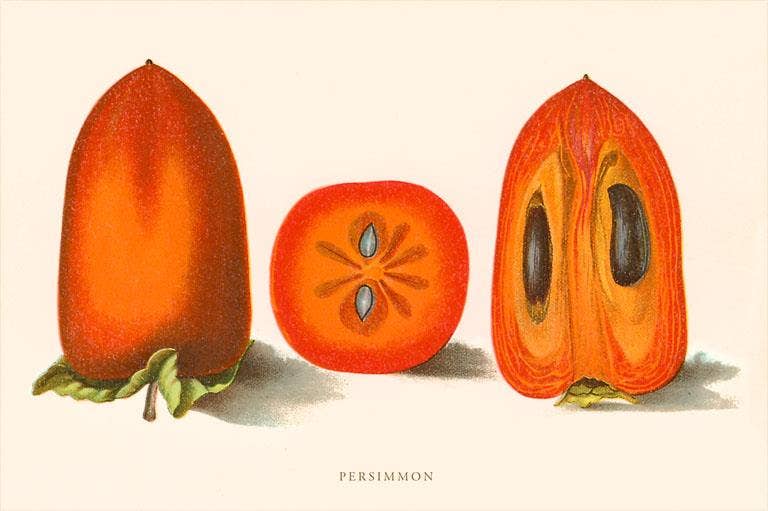 Found Image Press - Wholesale Postcard - Postcard GD-105 Persimmon0
