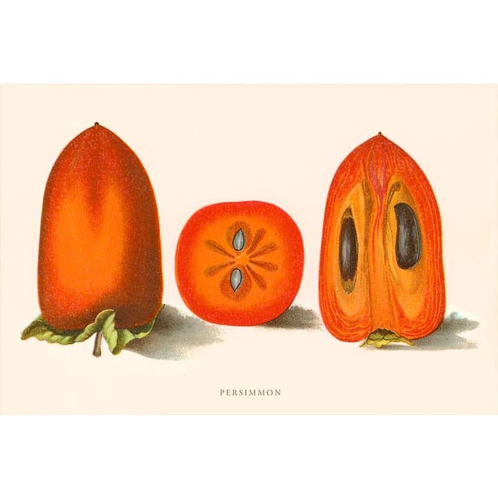 Cartolina GD-105 Cachi per la vendita all'ingrosso da parte di Found Image Press