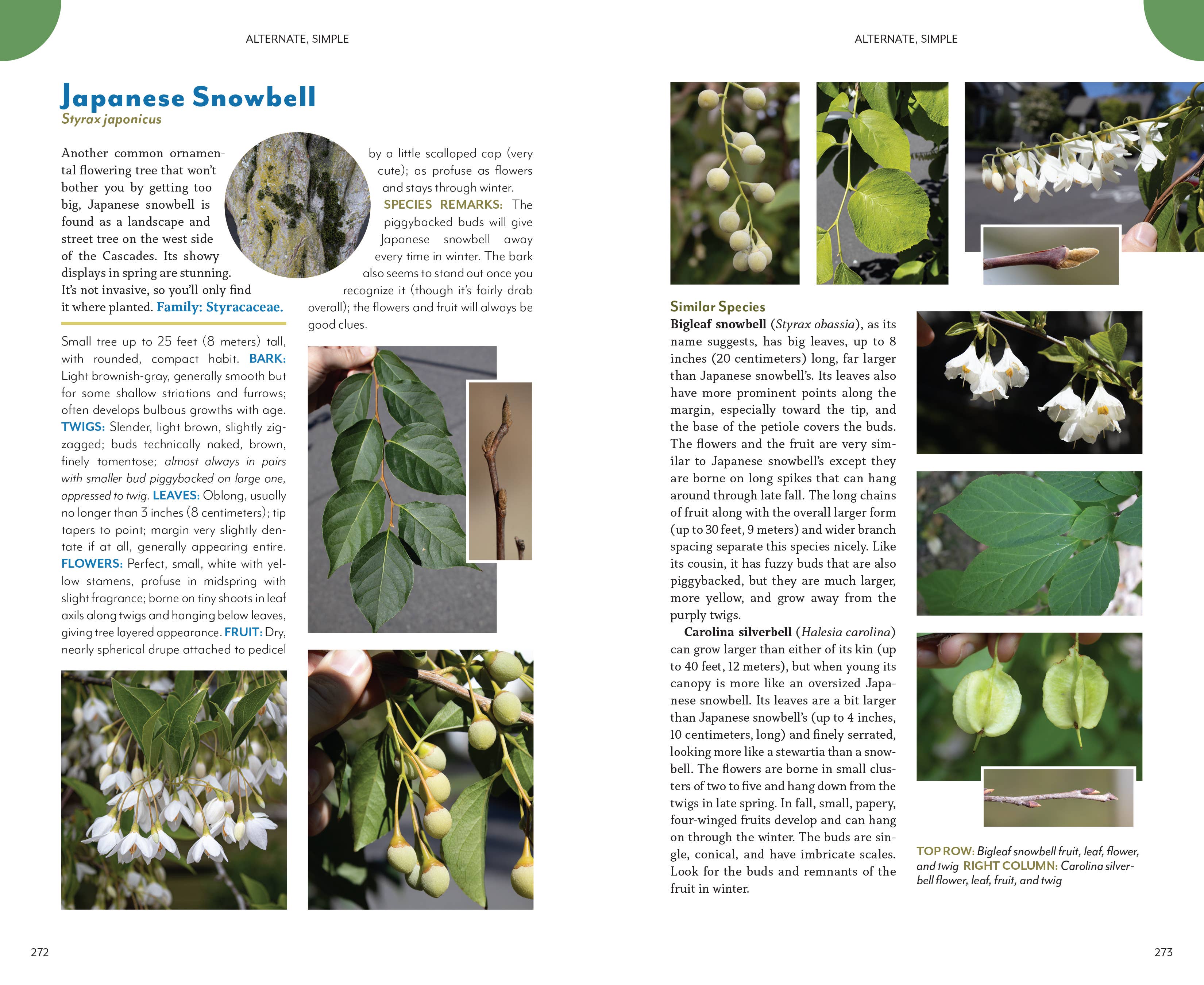 Mountaineers Books - Wholesale Nature & Outdoors - The Trees Around You8