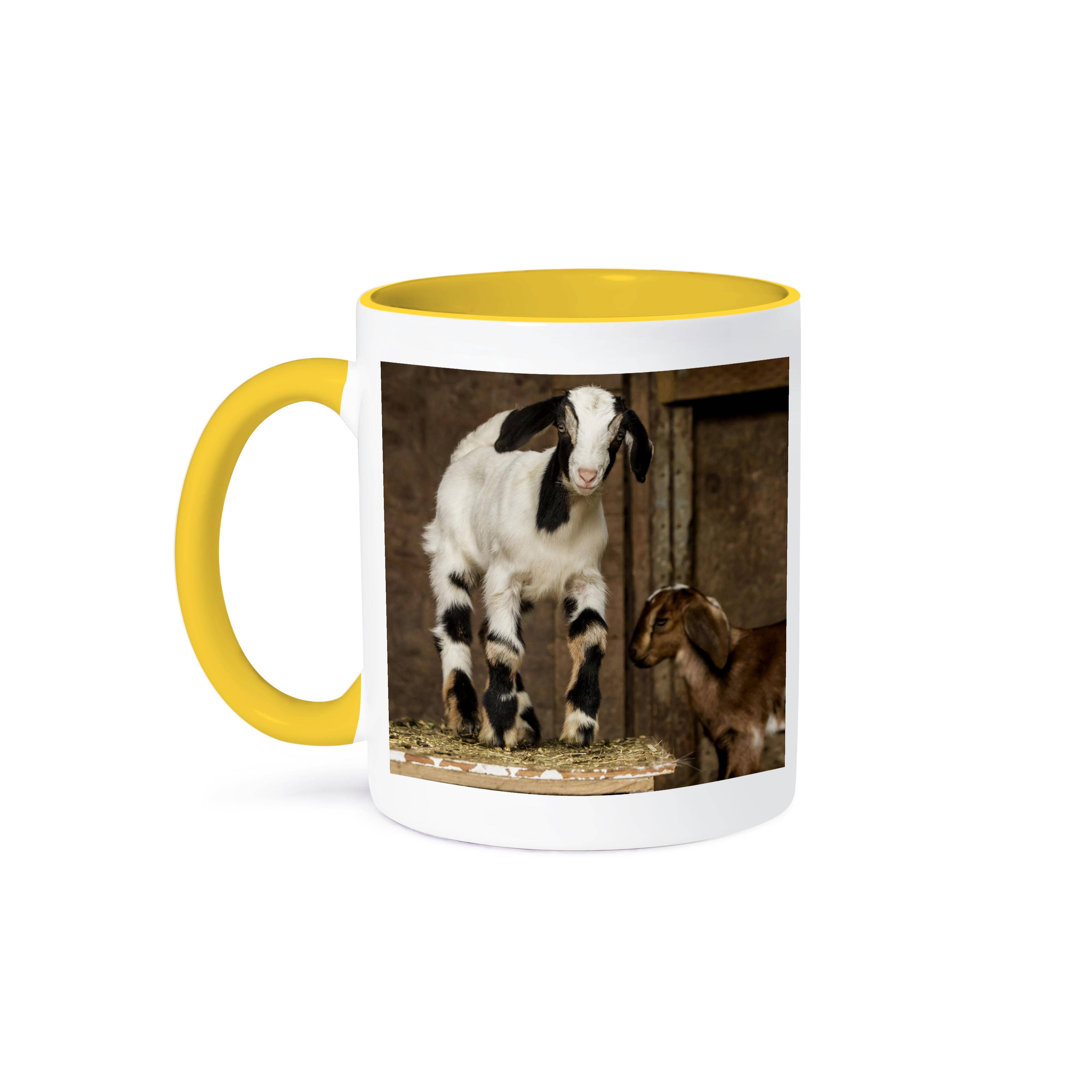 3dRose - Wholesale Coffee Mug - 3dRose, Two 12 day old mixed breed Nubian and Boer goat kids posing., Mug0