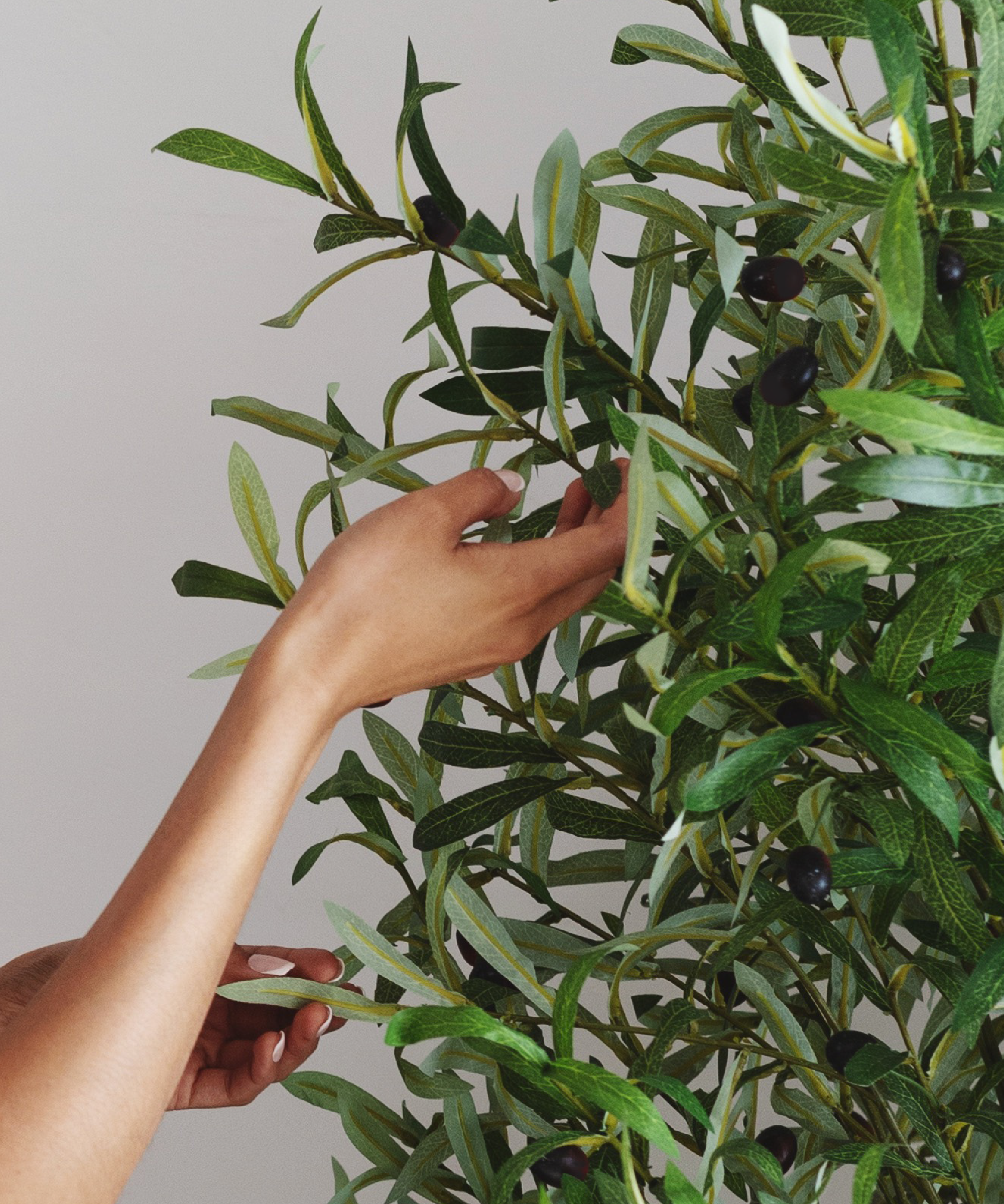 Maia Shop - Vente Plantes artificielles - Olivier Artificiel 180 cm2