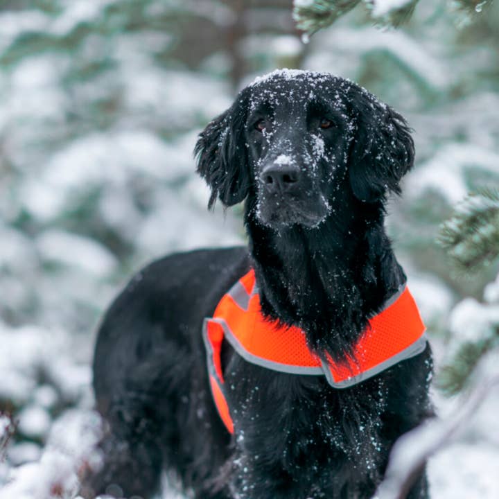 FINNERO - Wholesale Pet Vest - Dog - FINNERO ATTE Reflective Dog Attention Vest, 3 colors12