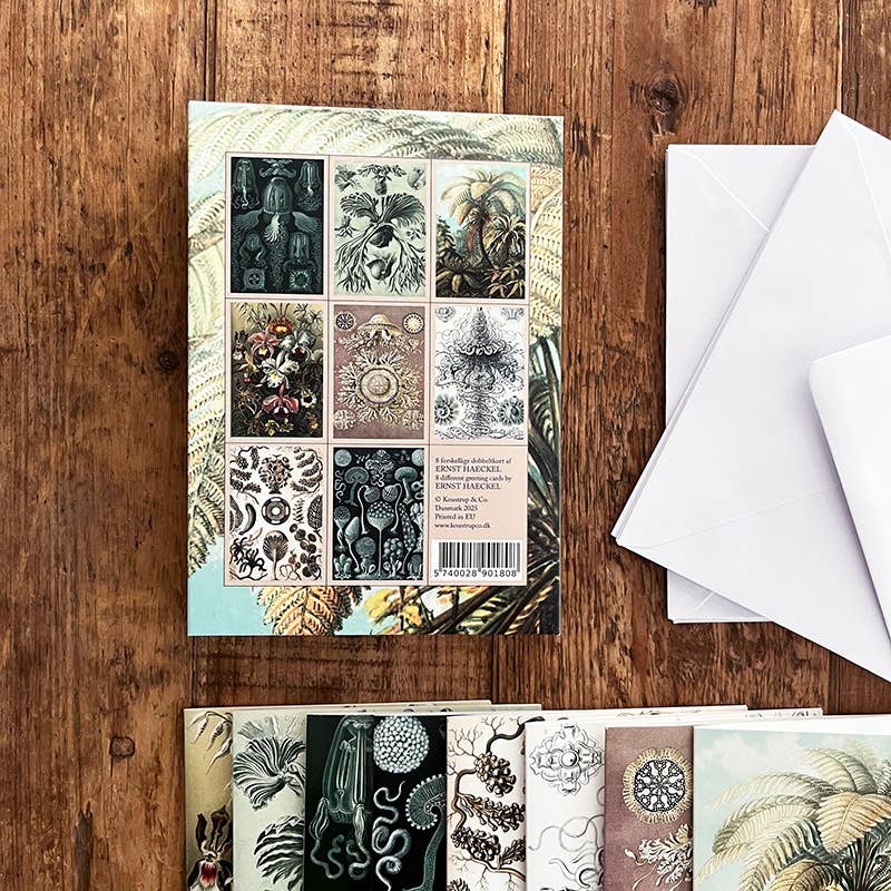 Koustrupco - Wholesale Stationery/Notecard Set - Ernst Haeckel cardfolder w/ 8 cards and envelopes4